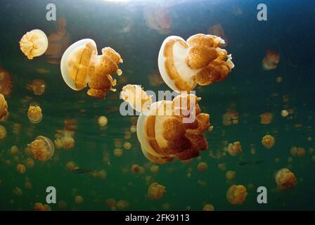 Sciame di meduse non velenose presso il lago di Jellyfish, l'isola di Eil Malk, Palau, Micronesia Foto Stock