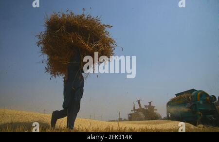 Pakistan. Aprile 29 2021: L'agricoltore pakistano raccoglie le colture di grano nella stagione di approvvigionamento di grano corrente nei loro campi nel sobborgo di Lahore il 29 aprile 2021. Come danni dovuti a piogge e venti frettolosi all'inizio della settimana, una stima ufficiale ha mostrato giovedì: La coltura di grano è stato fissato un obiettivo di coltivazione di oltre 66.7 milioni di acri in tutto il paese per produrre 73 milioni di tonnellate per soddisfare il consumo interno e per l'esportazione; tuttavia, a causa della combinazione climatica di tempeste, tempeste di vento, piogge persistenti nelle zone di riso e attacchi di ruggine, ha causato il declino della produzione. Credito: Pacific Press Foto Stock