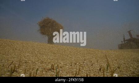 Pakistan. Aprile 29 2021: L'agricoltore pakistano raccoglie le colture di grano nella stagione di approvvigionamento di grano corrente nei loro campi nel sobborgo di Lahore il 29 aprile 2021. Come danni dovuti a piogge e venti frettolosi all'inizio della settimana, una stima ufficiale ha mostrato giovedì: La coltura di grano è stato fissato un obiettivo di coltivazione di oltre 66.7 milioni di acri in tutto il paese per produrre 73 milioni di tonnellate per soddisfare il consumo interno e per l'esportazione; tuttavia, a causa della combinazione climatica di tempeste, tempeste di vento, piogge persistenti nelle zone di riso e attacchi di ruggine, ha causato il declino della produzione. Credito: Pacific Press Foto Stock