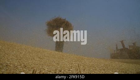 Pakistan. Aprile 29 2021: L'agricoltore pakistano raccoglie le colture di grano nella stagione di approvvigionamento di grano corrente nei loro campi nel sobborgo di Lahore il 29 aprile 2021. Come danni dovuti a piogge e venti frettolosi all'inizio della settimana, una stima ufficiale ha mostrato giovedì: La coltura di grano è stato fissato un obiettivo di coltivazione di oltre 66.7 milioni di acri in tutto il paese per produrre 73 milioni di tonnellate per soddisfare il consumo interno e per l'esportazione; tuttavia, a causa della combinazione climatica di tempeste, tempeste di vento, piogge persistenti nelle zone di riso e attacchi di ruggine, ha causato il declino della produzione. Credito: Pacific Press Foto Stock