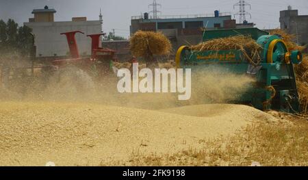 Pakistan. Aprile 29 2021: L'agricoltore pakistano raccoglie le colture di grano nella stagione di approvvigionamento di grano corrente nei loro campi nel sobborgo di Lahore il 29 aprile 2021. Come danni dovuti a piogge e venti frettolosi all'inizio della settimana, una stima ufficiale ha mostrato giovedì: La coltura di grano è stato fissato un obiettivo di coltivazione di oltre 66.7 milioni di acri in tutto il paese per produrre 73 milioni di tonnellate per soddisfare il consumo interno e per l'esportazione; tuttavia, a causa della combinazione climatica di tempeste, tempeste di vento, piogge persistenti nelle zone di riso e attacchi di ruggine, ha causato il declino della produzione. Credito: Pacific Press Foto Stock