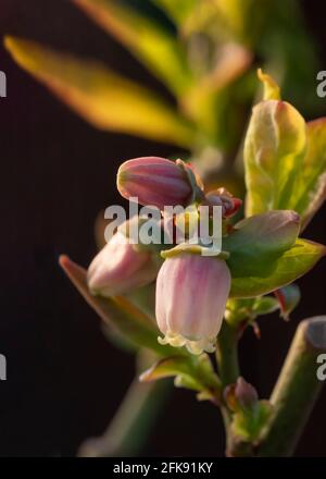 mettere a fuoco su un singolo fiore di mirtillo su un ramo con le macro gemme si avvicinano in profondità di campo scuro sfondo per lo spazio di copia Foto Stock