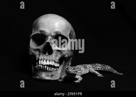 Cranio umano con un Gecko su sfondo nero Foto Stock