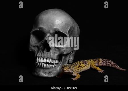 Cranio umano con un Gecko su sfondo nero Foto Stock