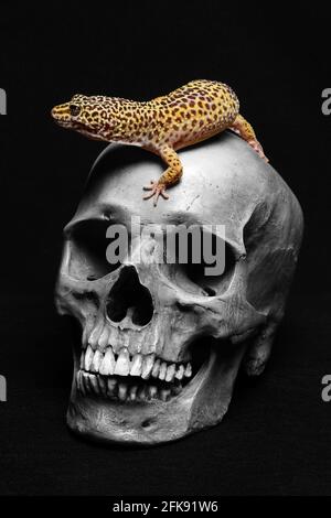 Cranio umano con un Gecko su sfondo nero Foto Stock