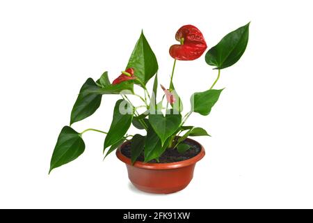 Anthurium fiore in vaso isolato su sfondo bianco Foto Stock