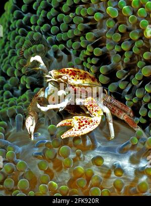 Granchio di porcellana maculatus (Neopetrolisthes maculatus), su anemone, Isole Salomone Foto Stock