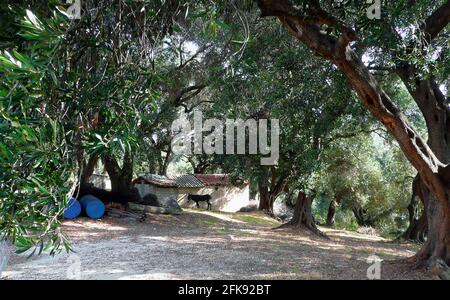 Un asino in un antico oliveto ombreggiato di Corfù (Grecia). La leggenda locale afferma che San Spyridon apparve in un oliveto e istruì gli isolani a non tagliare o battere i rami degli alberi perché era crudele. Di conseguenza, per secoli i locali non hanno potato gli alberi, e invece di raccogliere le olive permettono loro di cadere a terra naturalmente, catturandoli in reti sotto gli alberi. Ci sono circa 3-4 milioni di alberi sull'isola grazie ai Veneziani nel XVI secolo che assicurarono la continuità della produzione di olio pagando 10 pezzi d'oro ogni 100 olivi piantati. Foto Stock