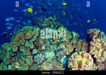 Enorme nube di pesce sopra pelle coperta di corallo ponte del Hirokawa Maru Wreck Foto Stock
