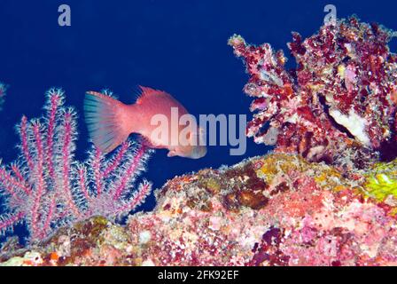 Cernia sul relitto corallino-incrostato del Maru Hirokawa, Isole Salomone Foto Stock