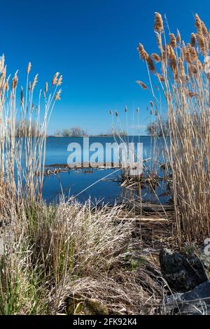 Rockwood, Michigan - phragmites non-nativo (Phragmites australis) che cresce sulla riva del lago Erie. I pragmiti sono un'erba bagnata invasiva che si disp Foto Stock