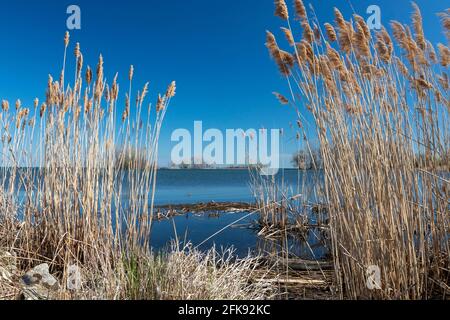 Rockwood, Michigan - phragmites non-nativo (Phragmites australis) che cresce sulla riva del lago Erie. I pragmiti sono un'erba bagnata invasiva che si disp Foto Stock