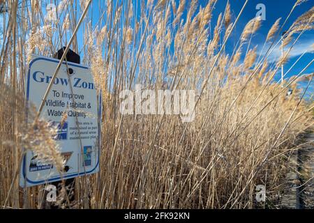 Rockwood, Michigan - phragmites non-nativo (Phragmites australis) che cresce in una ex 'area naturale' al lago Erie Metropark. Phragmites è un'invas Foto Stock