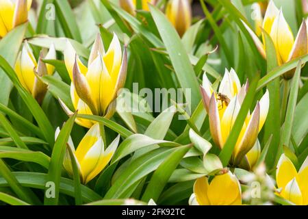 Tulipa tarda o tulipano tardivo Foto Stock