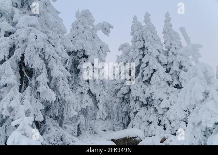 Periodo invernale in Germania Foto Stock