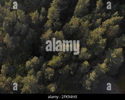 Bellissima foto panoramica sulle cime della pineta. Foto Stock