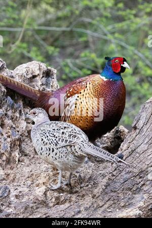 Un paio di fagiani, maschio e femmina, in bosco - esempio di uccelli britannici e camuffamento di uccelli; Lackford Lakes, Suffolk UK Foto Stock