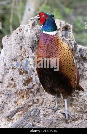 Fagiano maschio adulto, Phasianus Colchicus, in bosco, laghi di Lackford, Suffolk UK Foto Stock