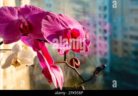 Orchidee in fiore sulla finestra sullo sfondo della strada in sfocatura. Foto Stock