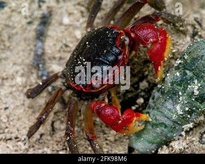 Primo piano ritratto di Spider Crab (Neosarmatium meinerti) con artigli, Isola di Curieuse, Seychelles. Foto Stock