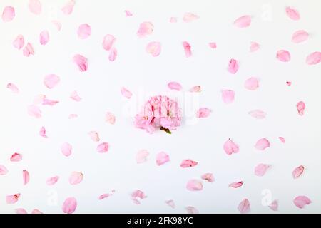 Ornamento rosa ciliegia fiore su uno sfondo bianco Foto Stock