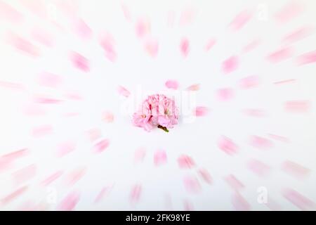 Ornamento rosa ciliegia albero fiorire su uno sfondo bianco con un filtro burst di zoom applicato Foto Stock