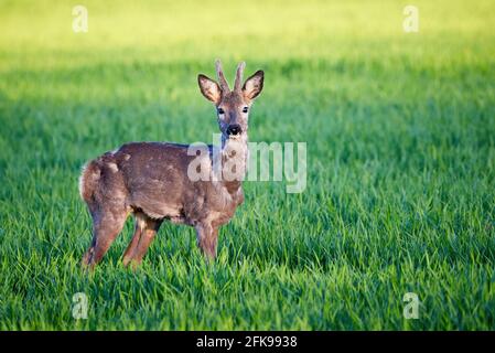 Capriolo maschio su un campo ( Capreolus capreolus ). ROE europeo Foto Stock