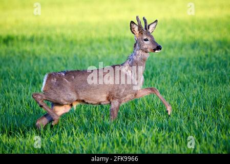 Capriolo maschio che corre su campo ( Capreolus capreolus ). ROE europeo Foto Stock