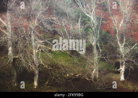Gli alberi si scontrano l'uno con l'altro in un bosco caotico e oscuro, infestante, a Loch Lomond e al Trossachs National Park in Scozia Foto Stock