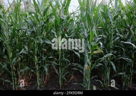 Gambi della pianta di mais, primo piano. Piante agricole in estate. Foto Stock