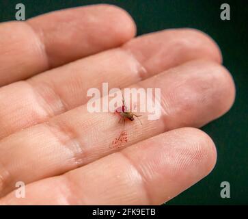 zanzara appena eseguita contenente sangue umano Foto Stock