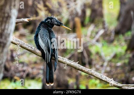 Bel maschio Anhinga serpente uccello collo in sole giornata Foto Stock