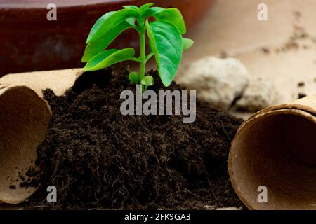 pianta di basilico piccolo fuori della pentola organica su un tavolo Foto Stock