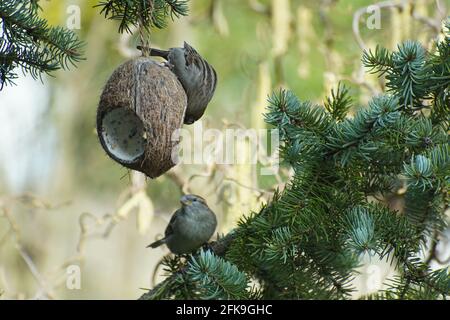 Due passeri mangiare cocco nelle prime primaverili uccelli nutrire. Foto Stock