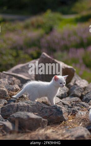 Gattino bianco che gioca tra le rocce. Foto Stock