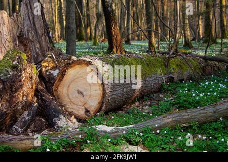 Un albero appena tagliato con anelli annuali. Primo piano di un tronco rotondo nella foresta di primavera Foto Stock