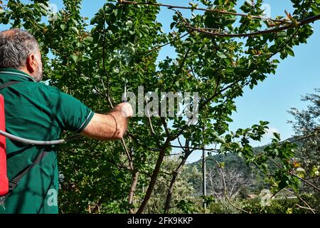 Il giardiniere spruzzi un prodotto organico sugli alberi nel giardino con la pompa di spruzzo. Foto Stock