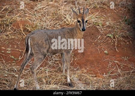 Comune Duiker Sylvicarpa Grimmia 10665 Foto Stock