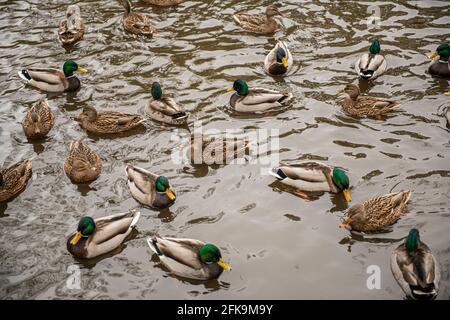 Un gregge di mallardi in uno stagno Foto Stock