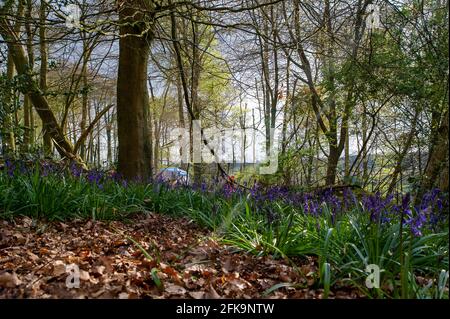 Aylesbury vale, Buckinghamshire, Regno Unito. 29 aprile 2021. I bellissimi boschi di bluebell a Jones Hill Wood, che vengono distrutti dall'HS2. HS2 hanno avuto una decisione legale per fermare loro abbattimento rovesciato e sono stati indietro distruggere l'antico bosco a Jones Hill Wood oggi, nonostante sia la stagione di nidificazione degli uccelli e che rari barbastelle pipistrelli sono conosciuti per rosticarsi nei boschi. La High Speed Rail 2 da Londra a Birmingham sta intagliando una enorme cicatrice attraverso le Chilterns, un'area di straordinaria bellezza naturale. Credit: Maureen McLean/Alamy Live News Foto Stock