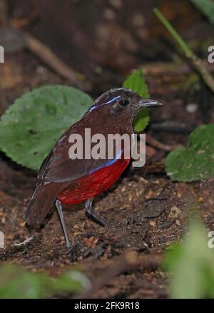 Grazioso Pitta (Pitta venusta) adulto in piedi sul suolo della foresta Kerinci Seblat NP, Sumatra, Indonesia Giugno Foto Stock