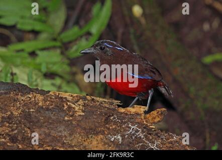 Grazioso Pitta (Pitta venusta) adulto in piedi sul registro caduti Kerinci Seblat NP, Sumatra, Indonesia Giugno Foto Stock