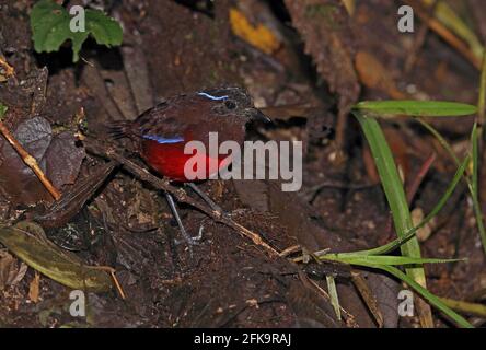 Grazioso Pitta (Pitta venusta) adulto in piedi sul suolo della foresta Kerinci Seblat NP, Sumatra, Indonesia Giugno Foto Stock