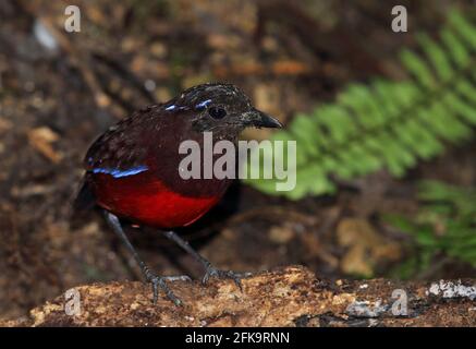 Grazioso Pitta (Pitta venusta) adulto in piedi sul registro caduti Kerinci Seblat NP, Sumatra, Indonesia Giugno Foto Stock