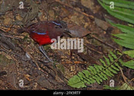 Grazioso Pitta (Pitta venusta) adulto in piedi sul suolo della foresta Kerinci Seblat NP, Sumatra, Indonesia Giugno Foto Stock