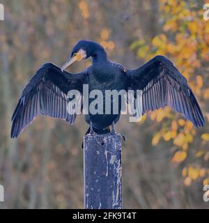 Cormorano ali di essiccazione Foto Stock