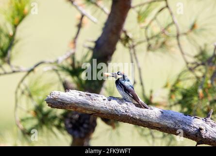 Acorn Woodpecker femmina con Acorn Foto Stock