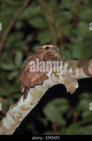 Grande Frogmouth (Batrachostomus auritus) adulto appollaiato sulla diramazione Kambas NP, Sumatra, Indonesia Giugno Foto Stock