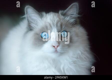 Piccolo gattino ragdoll con occhi blu. Primo piano. Profondità di campo poco profonda. SDF. Foto Stock