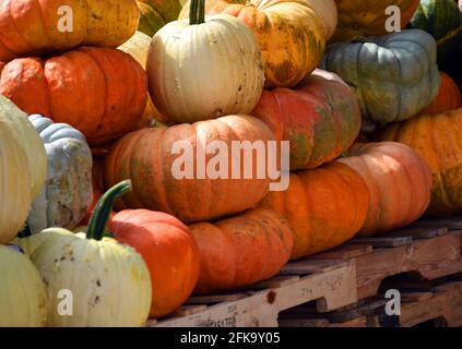 Le zucche sono accatastate e pronte per la vendita ad un mercato agricolo in Carolina del Nord. I colori sono bianco, giallo, arancione e verde. Foto Stock